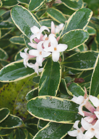 Daphne x transatlantica 'Summer Ice'